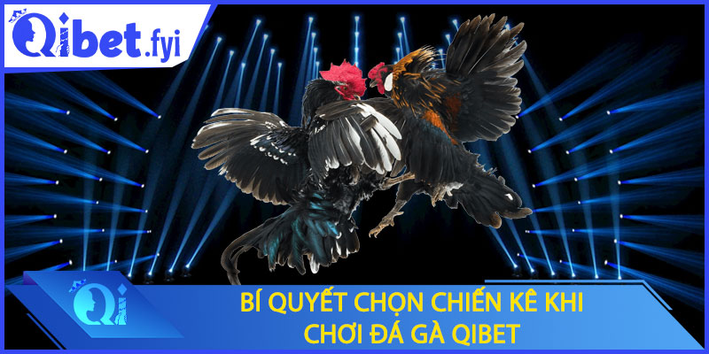Bí quyết chọn chiến kê đỉnh cao khi chơi đá gà Qibet