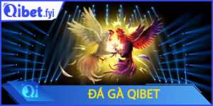 Đá Gà Qibet